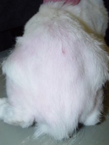 Huidreactiepatroon kat: Alopecia