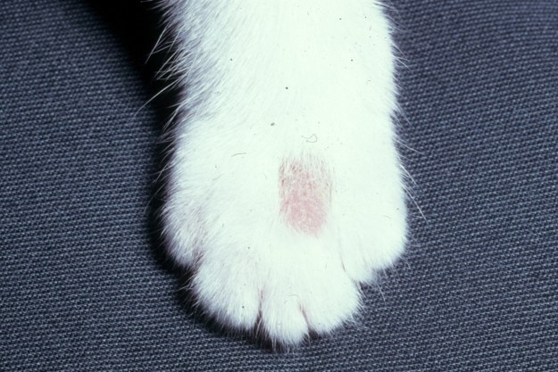Huidschimmelinfectie kat