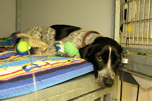 Ontbering werk Broers en zussen Nierfalen bij hond en kat - Medisch Centrum Voor Dieren