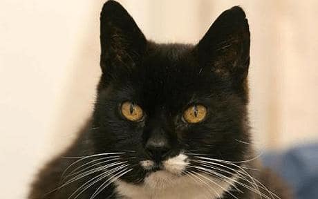 Leeftijd kat: Creme Puff werd 38 jaar
