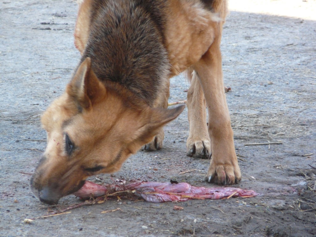 Neospora verspreid zich via hondenpoep, rauw vlees en via de baarmoeder 
