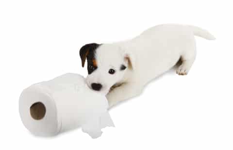 diarree hond: bestond er maar een echt hondentoilet