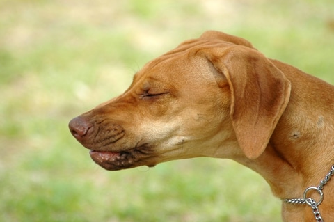 Hond niest: proost!