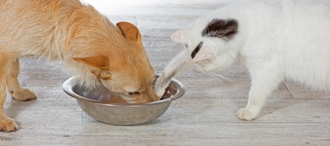 Een kat die eten steelt van een hond