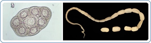 lintworm met segment (proglottide) en groepje eieren