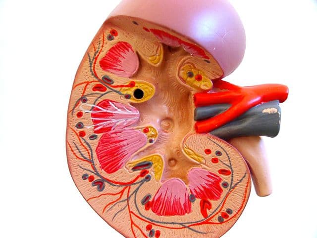 anatomie van een nier