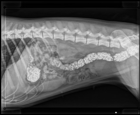 RÃ¶ntgenfoto van hond met buikpijn door een verstopping. 