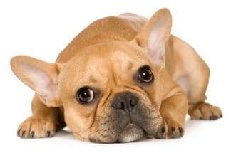 stof in de ogen gooien Kosciuszko Recensie Hond piept - Medisch Centrum Voor Dieren