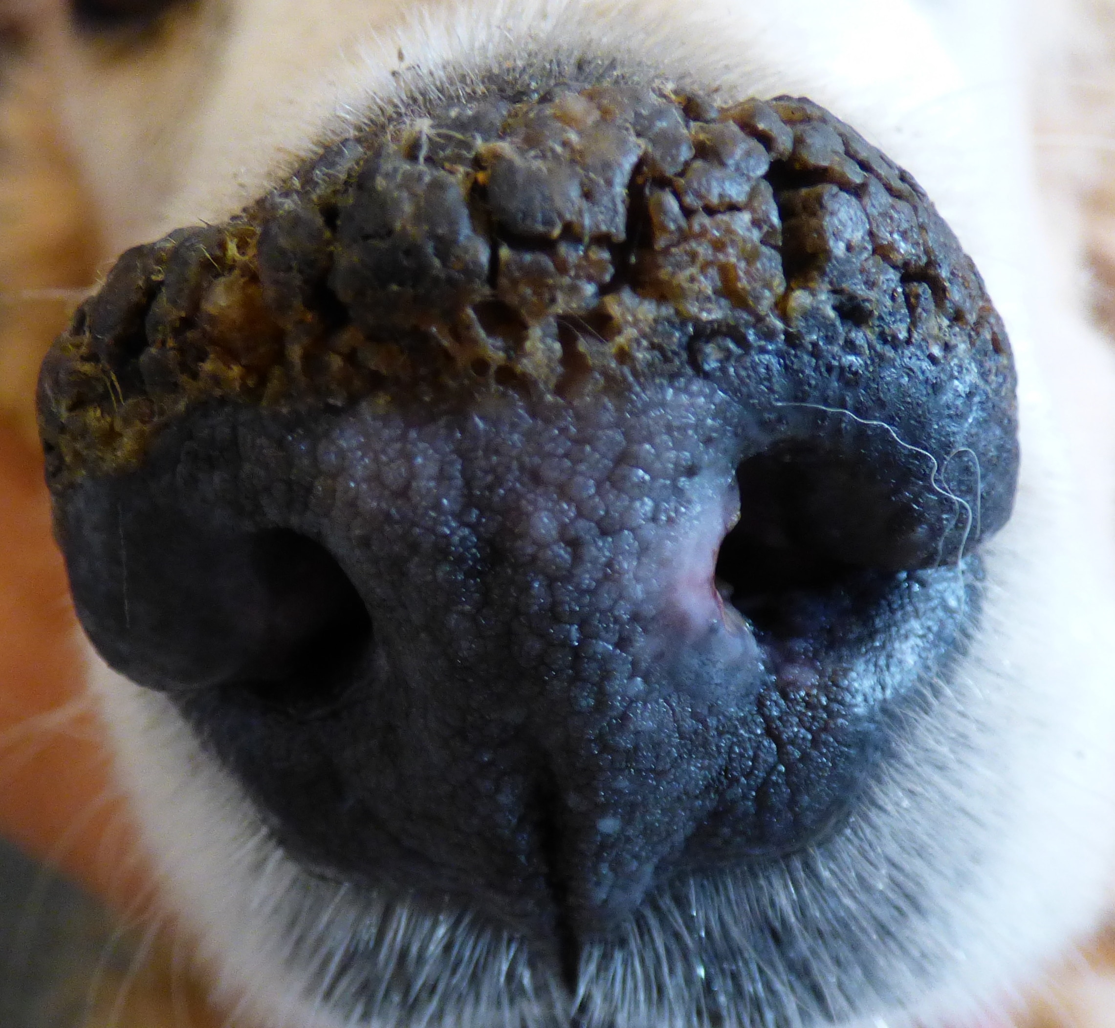 Baron schotel Humaan Droge neus hond - Medisch Centrum Voor Dieren