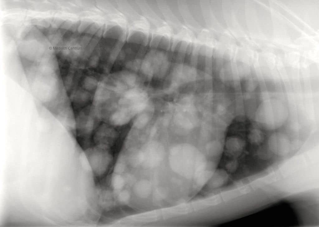 Uitzaaiingen (metastasen) in longen hond