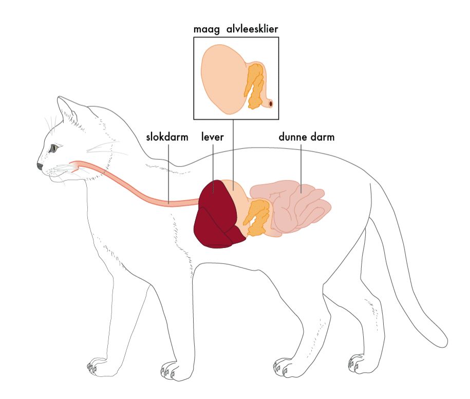 anatomie van de alvleesklier of pancreas bij de kat