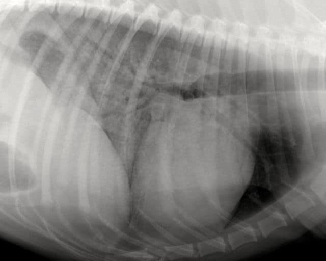 rÃ¶ntgenfoto van longen van een hond: in de longen zit vocht