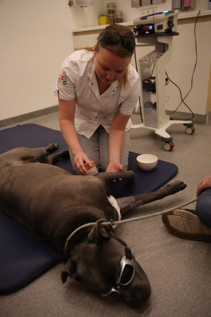 lasertherapie hond