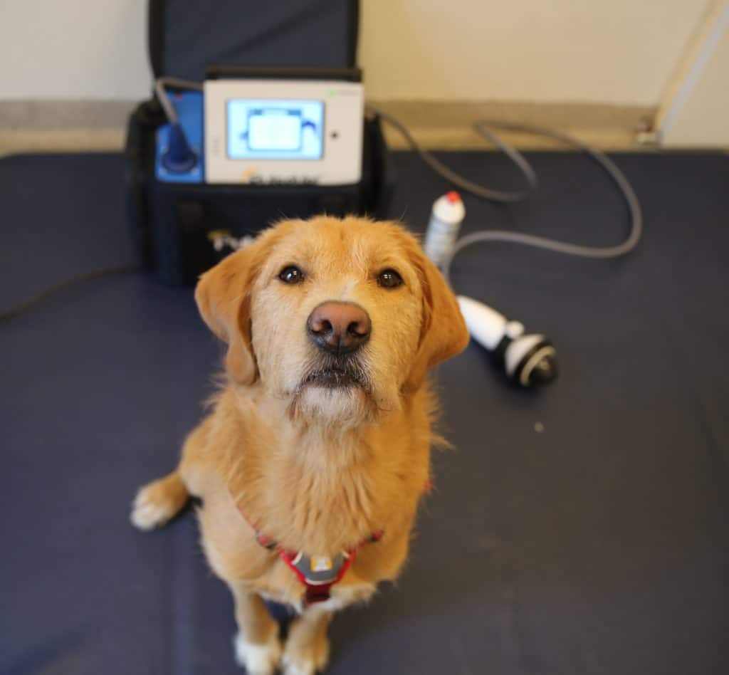 Shockwave therapie voor honden